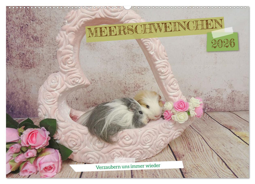 MEERSCHWEINCHEN verzaubern uns immer wieder (CALVENDO Wandkalender 2026)