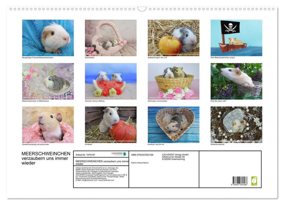MEERSCHWEINCHEN verzaubern uns immer wieder (CALVENDO Wandkalender 2026)
