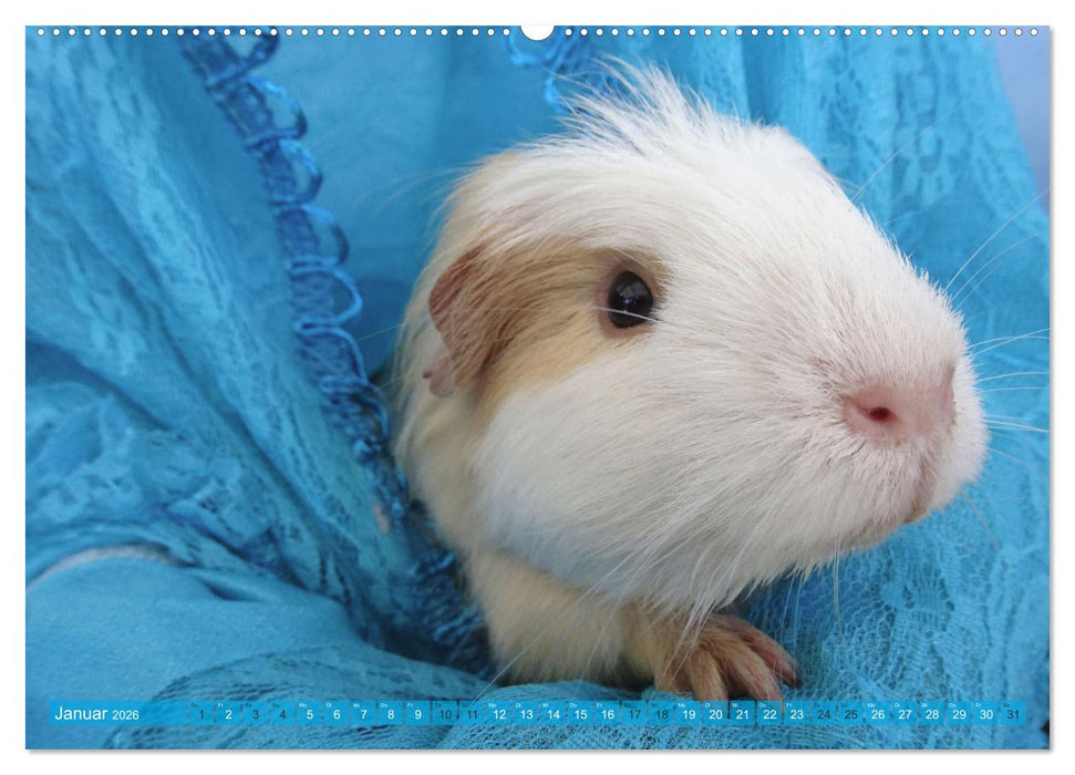 MEERSCHWEINCHEN verzaubern uns immer wieder (CALVENDO Wandkalender 2026)