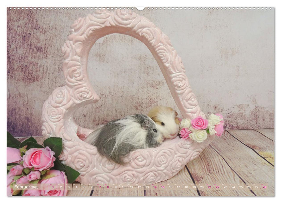 MEERSCHWEINCHEN verzaubern uns immer wieder (CALVENDO Wandkalender 2026)