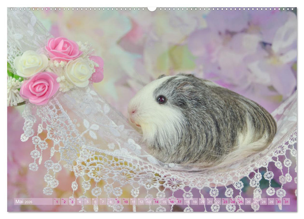 MEERSCHWEINCHEN verzaubern uns immer wieder (CALVENDO Wandkalender 2026)