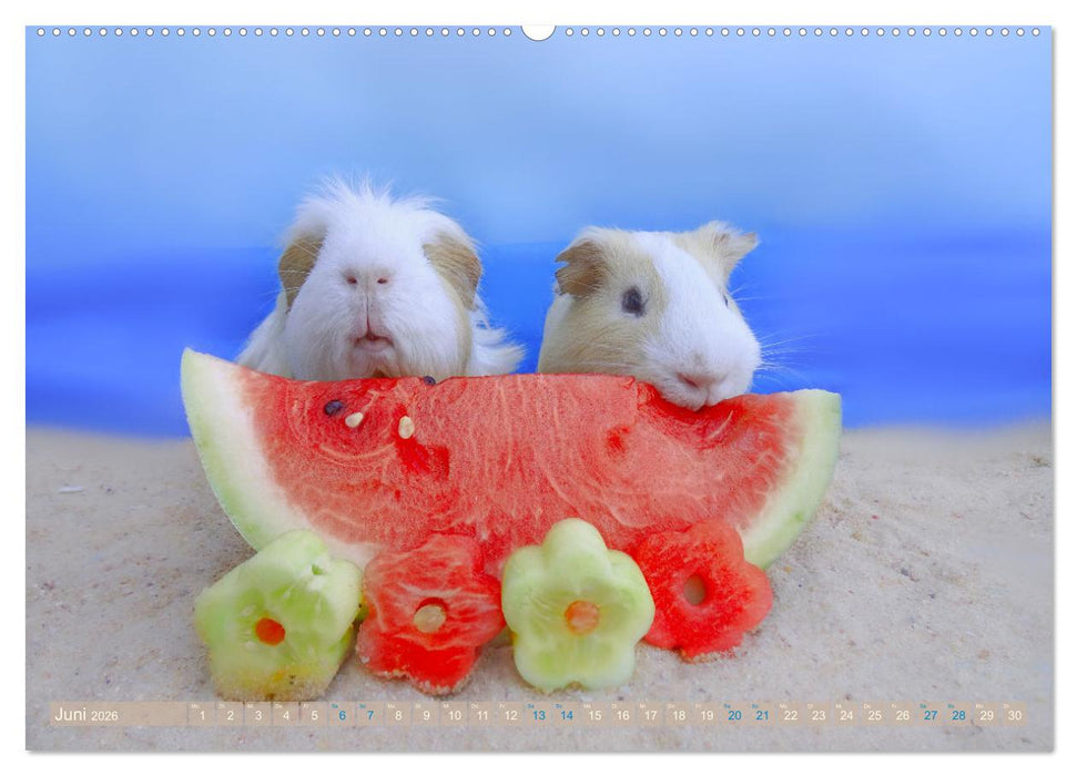 MEERSCHWEINCHEN verzaubern uns immer wieder (CALVENDO Wandkalender 2026)