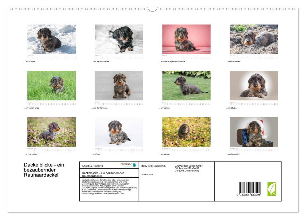 Dackelblicke - ein bezaubernder Rauhaardackel (CALVENDO Premium Wandkalender 2026)