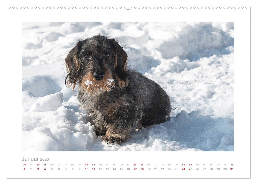 Dackelblicke - ein bezaubernder Rauhaardackel (CALVENDO Premium Wandkalender 2026)