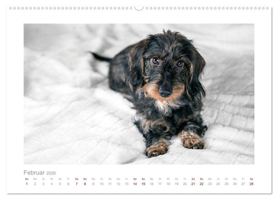 Dackelblicke - ein bezaubernder Rauhaardackel (CALVENDO Premium Wandkalender 2026)