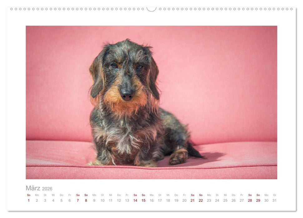 Dackelblicke - ein bezaubernder Rauhaardackel (CALVENDO Premium Wandkalender 2026)