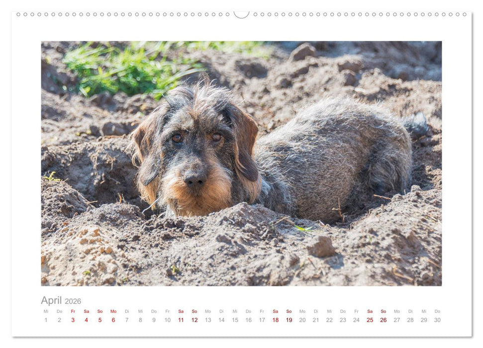 Dackelblicke - ein bezaubernder Rauhaardackel (CALVENDO Premium Wandkalender 2026)
