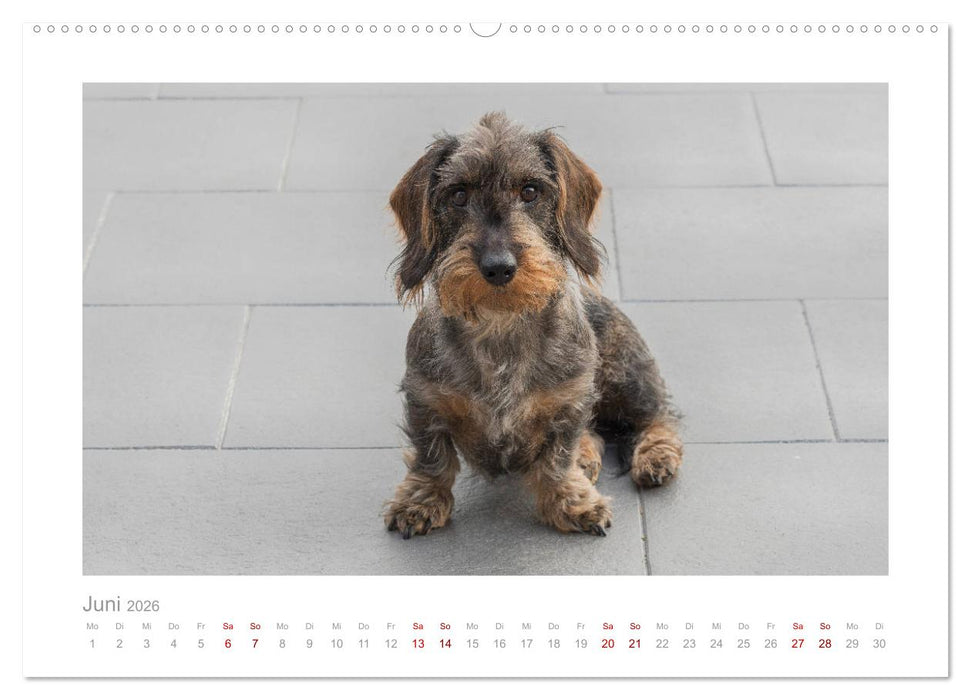 Dackelblicke - ein bezaubernder Rauhaardackel (CALVENDO Premium Wandkalender 2026)