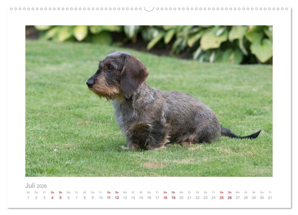 Dackelblicke - ein bezaubernder Rauhaardackel (CALVENDO Premium Wandkalender 2026)