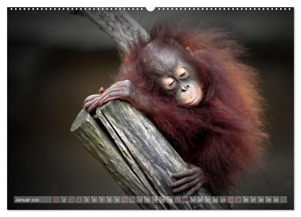 Tierisch BEWEGENDE Momente (CALVENDO Premium Wandkalender 2026)