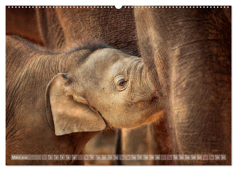 Tierisch BEWEGENDE Momente (CALVENDO Premium Wandkalender 2026)