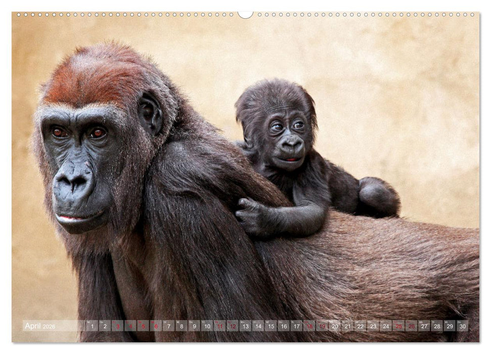 Tierisch BEWEGENDE Momente (CALVENDO Premium Wandkalender 2026)