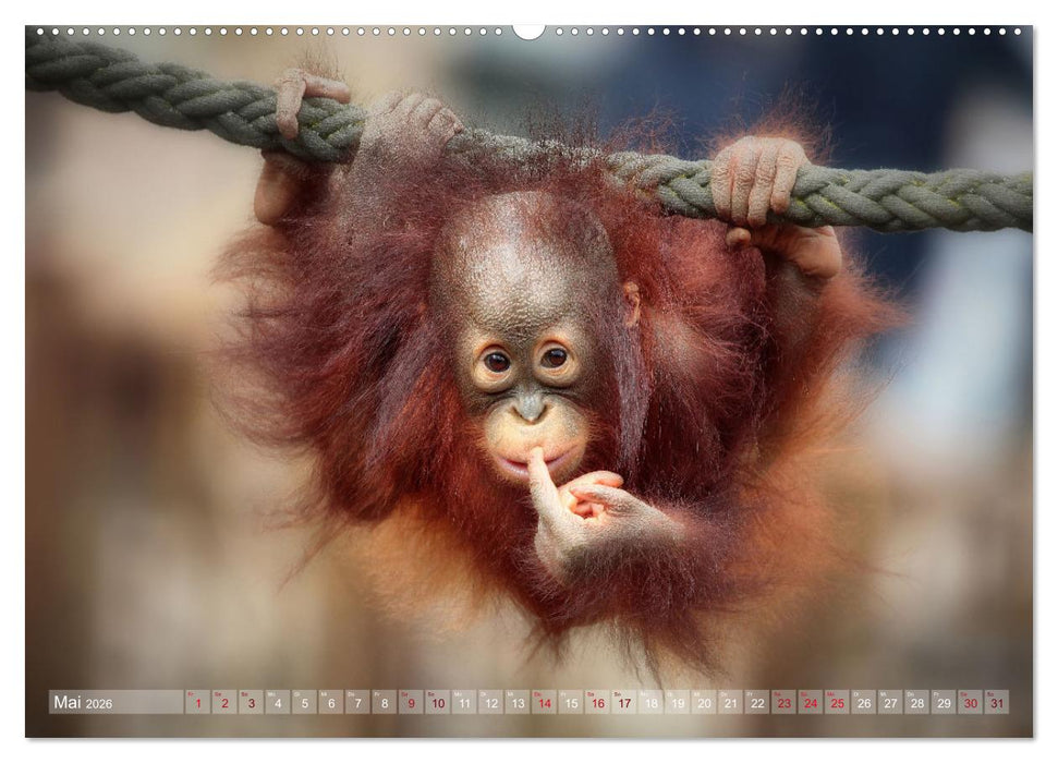 Tierisch BEWEGENDE Momente (CALVENDO Premium Wandkalender 2026)