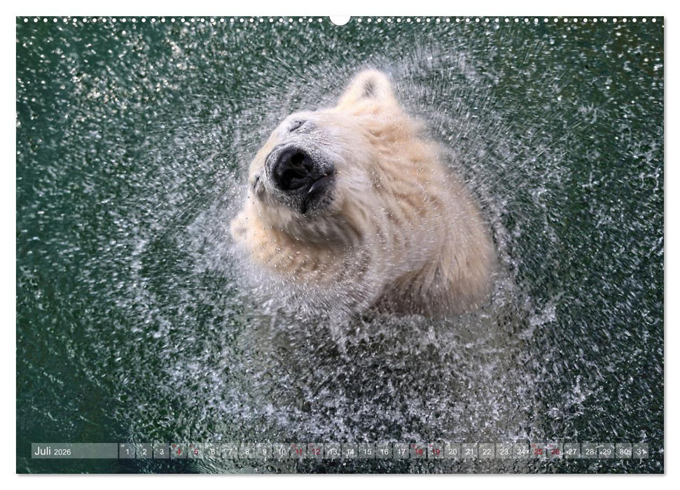 Tierisch BEWEGENDE Momente (CALVENDO Premium Wandkalender 2026)