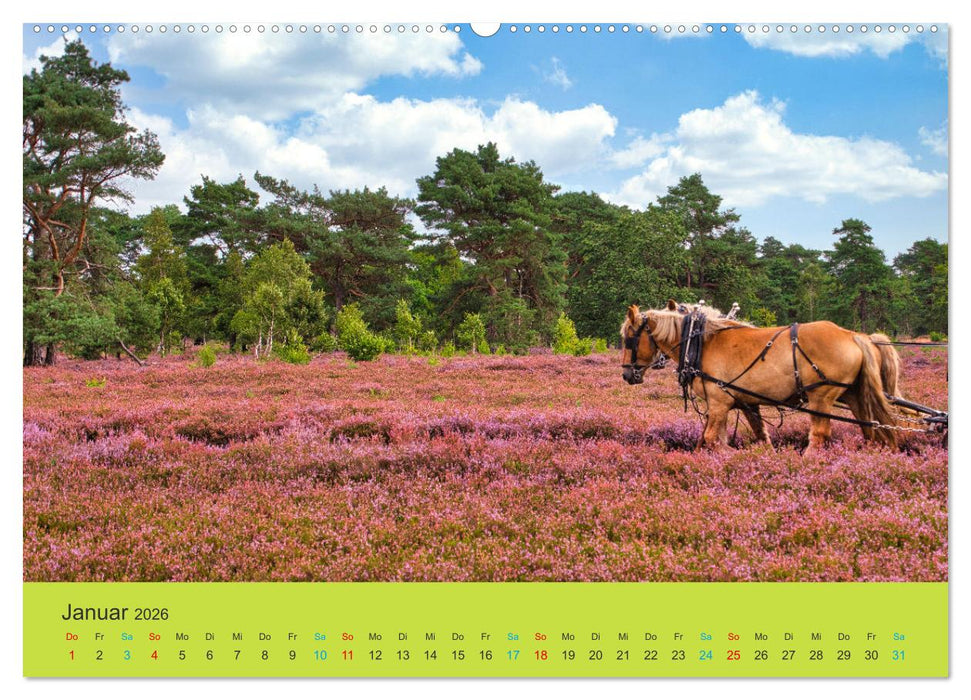 Die Heide blüht (CALVENDO Wandkalender 2026)
