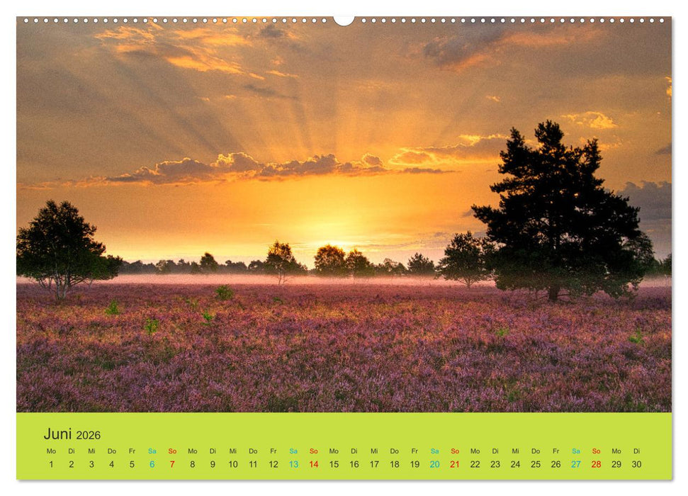 Die Heide blüht (CALVENDO Wandkalender 2026)