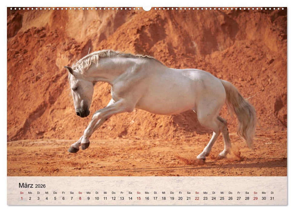 Pferde 2026 Kraft und Anmut (CALVENDO Premium Wandkalender 2026)