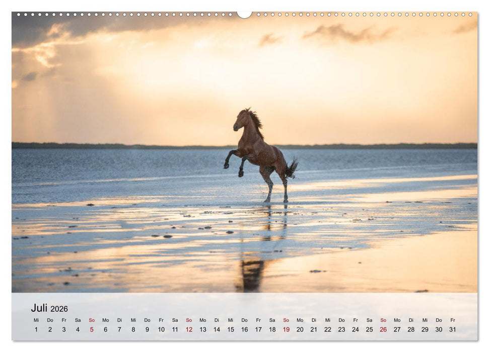 Pferde 2026 Kraft und Anmut (CALVENDO Premium Wandkalender 2026)