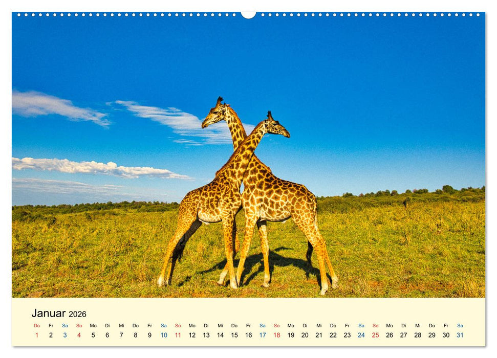 Giraffen, die Schönen der Savanne (CALVENDO Premium Wandkalender 2026)