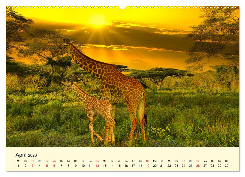 Giraffen, die Schönen der Savanne (CALVENDO Premium Wandkalender 2026)