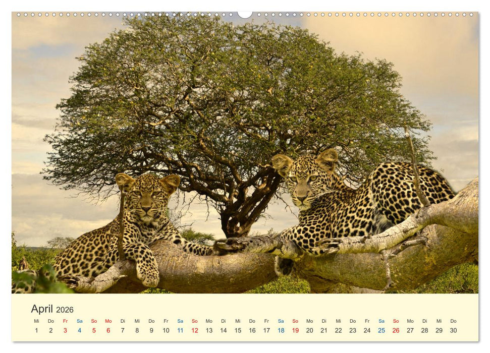 Safari in Kenia (CALVENDO Wandkalender 2026)