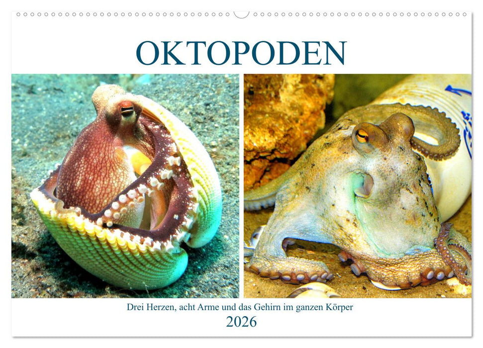 Oktopoden. Drei Herzen, acht Arme und das Gehirn im ganzen Körper (CALVENDO Wandkalender 2026)