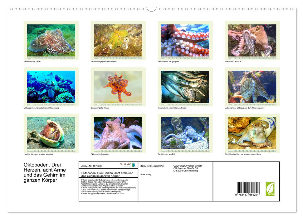 Oktopoden. Drei Herzen, acht Arme und das Gehirn im ganzen Körper (CALVENDO Wandkalender 2026)