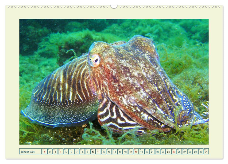 Oktopoden. Drei Herzen, acht Arme und das Gehirn im ganzen Körper (CALVENDO Wandkalender 2026)