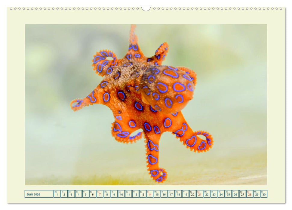 Oktopoden. Drei Herzen, acht Arme und das Gehirn im ganzen Körper (CALVENDO Wandkalender 2026)