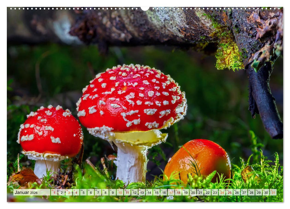 Pilze - kleine Giganten (CALVENDO Wandkalender 2026)
