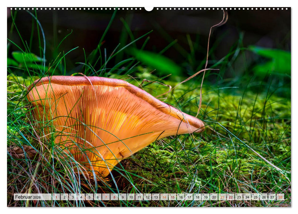 Pilze - kleine Giganten (CALVENDO Wandkalender 2026)