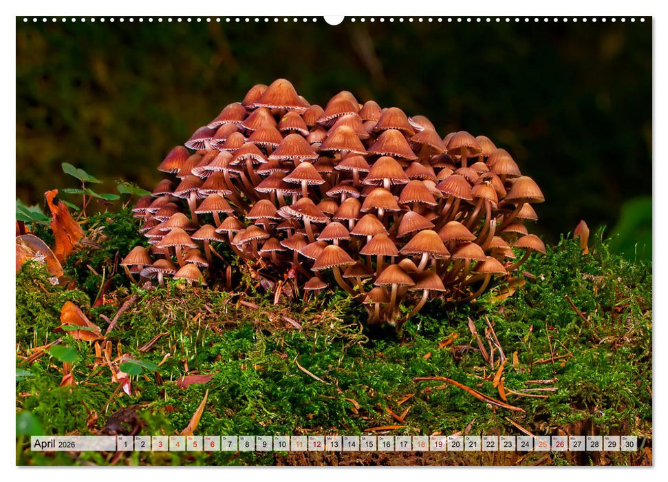 Pilze - kleine Giganten (CALVENDO Wandkalender 2026)