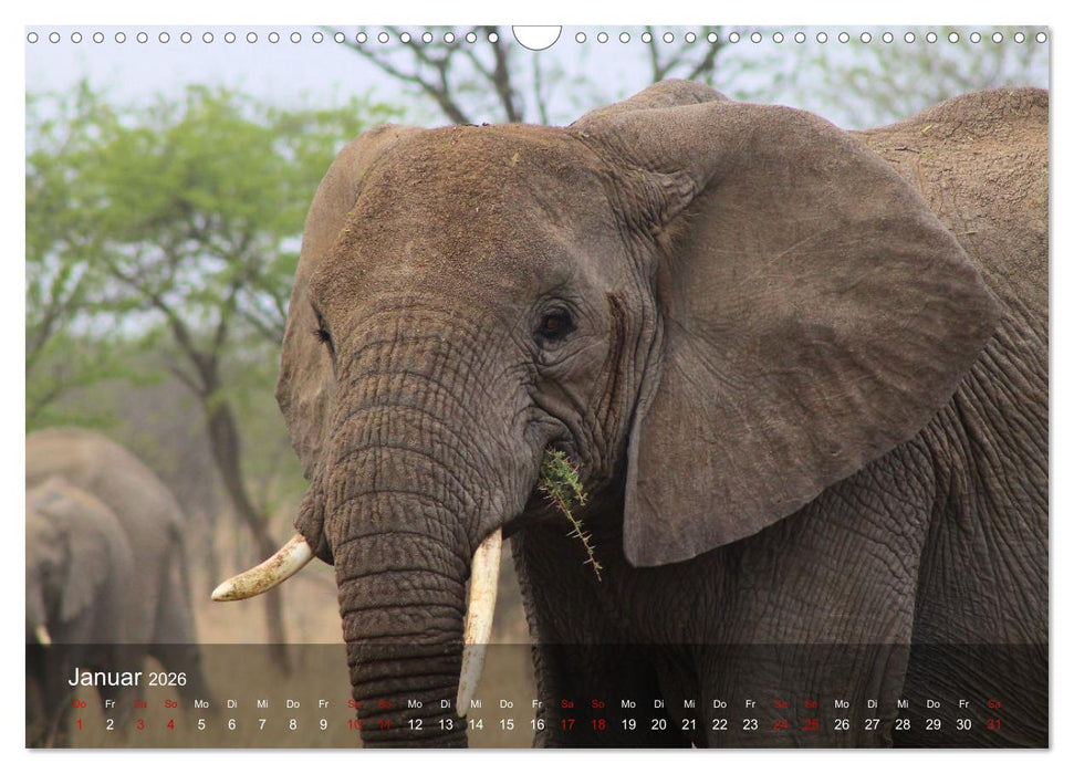 Ostafrika - Tansania und Kenia hautnah (CALVENDO Wandkalender 2026)
