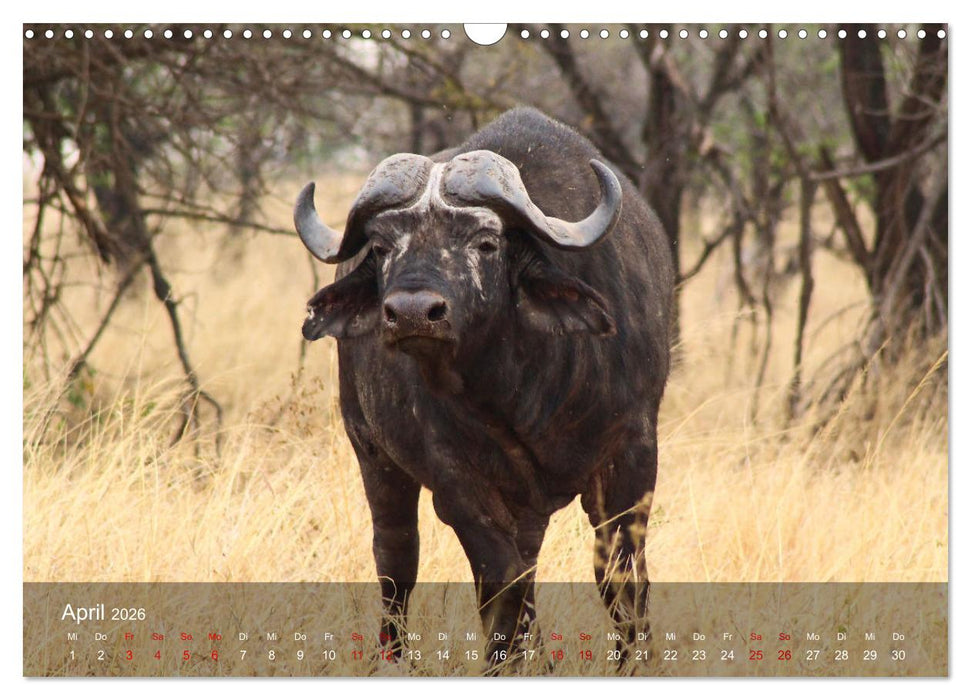 Ostafrika - Tansania und Kenia hautnah (CALVENDO Wandkalender 2026)