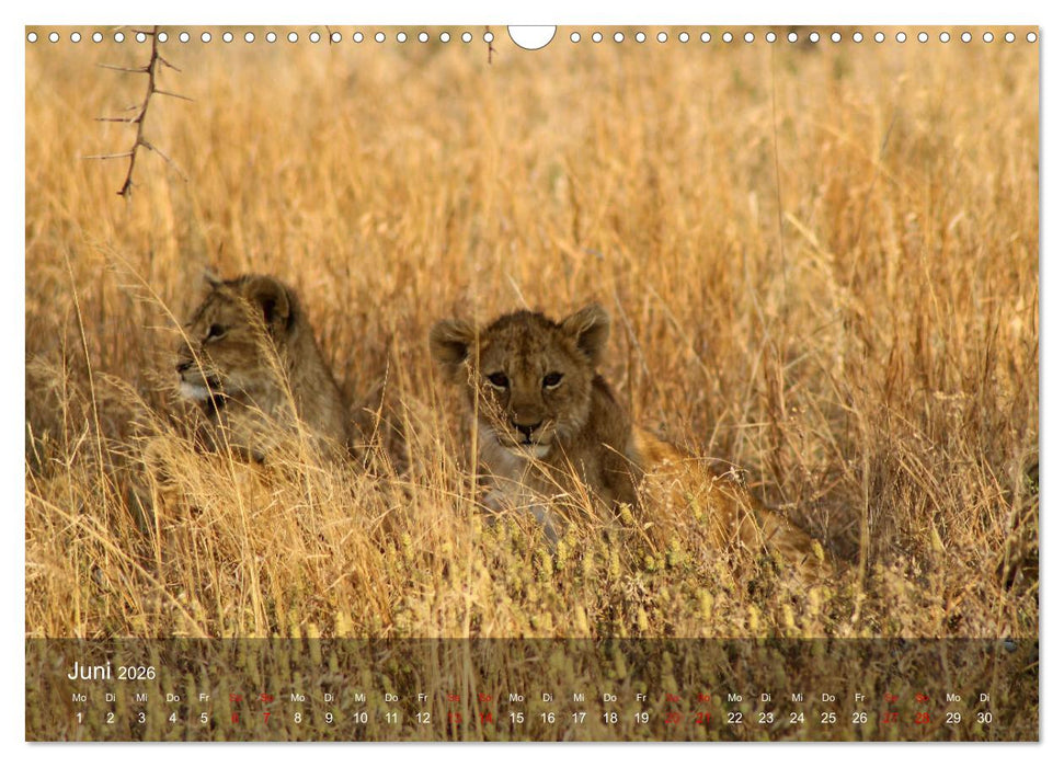 Ostafrika - Tansania und Kenia hautnah (CALVENDO Wandkalender 2026)
