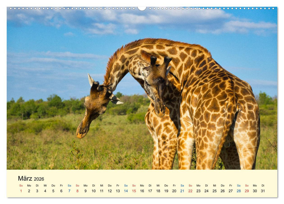 Giraffen, die Schönen der Savanne (CALVENDO Wandkalender 2026)