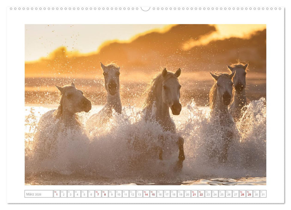 Pferdeparadies Camargue (CALVENDO Premium Wandkalender 2026)