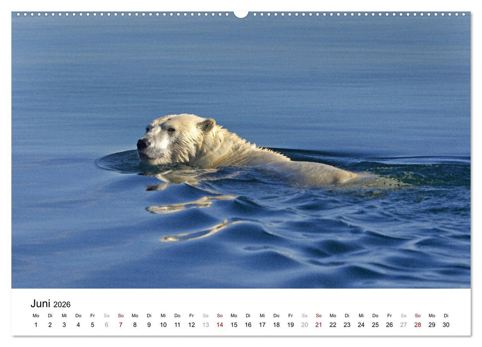 DIE KANADISCHE ARKTIS - Im Zeichen des Klimawandels (CALVENDO Premium Wandkalender 2026)