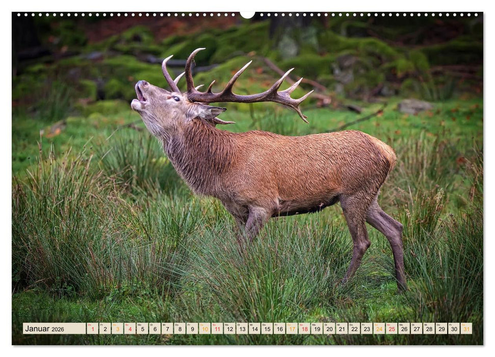 Unsere Wildtiere - scheu und schön (CALVENDO Wandkalender 2026)