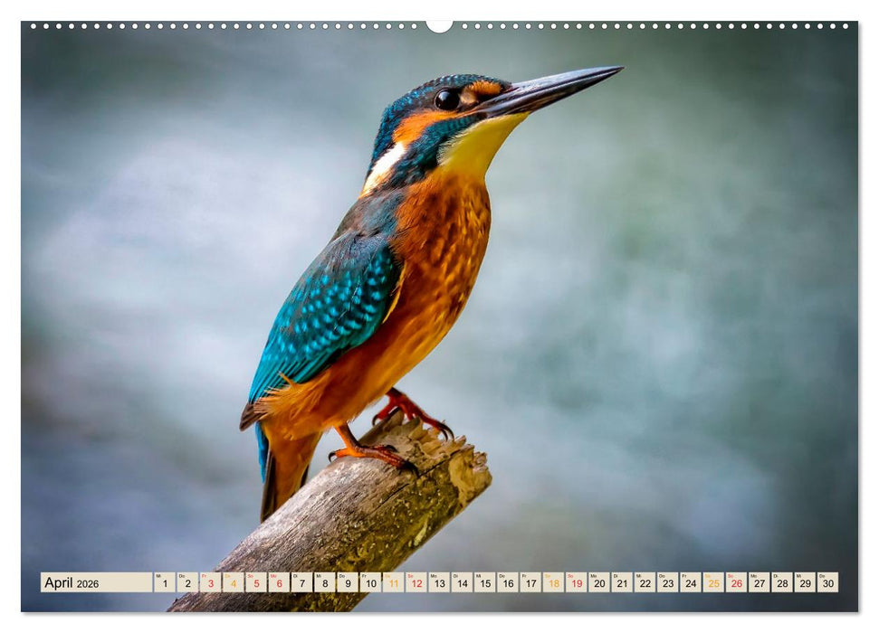 Unsere Wildtiere - scheu und schön (CALVENDO Wandkalender 2026)