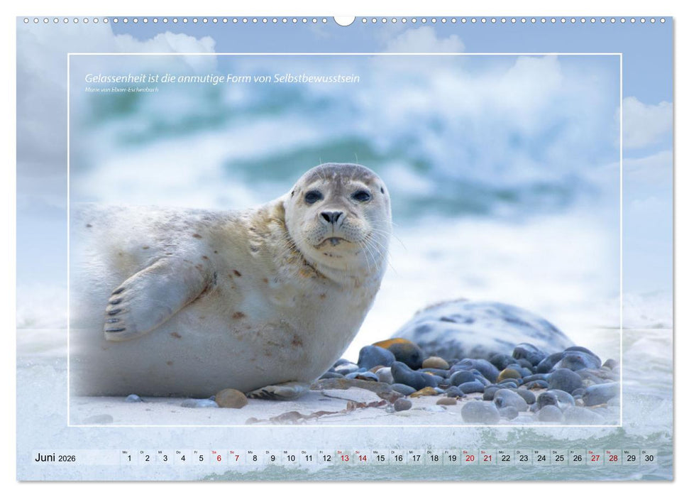Insel Gedanken (CALVENDO Premium Wandkalender 2026)