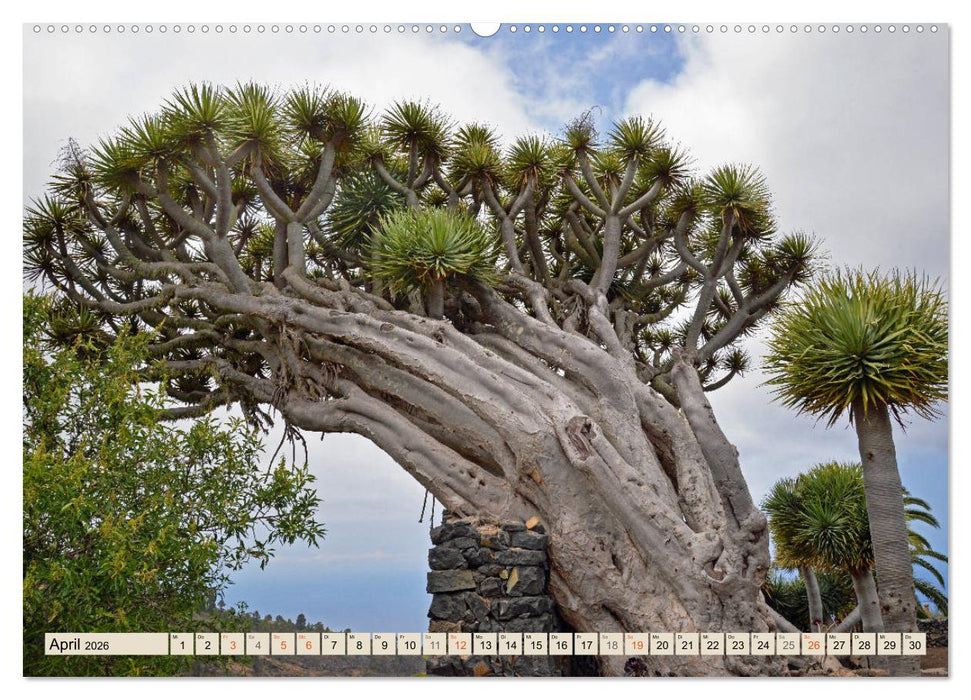 Magic Moments - LA PALMA (CALVENDO Premium Wandkalender 2026)