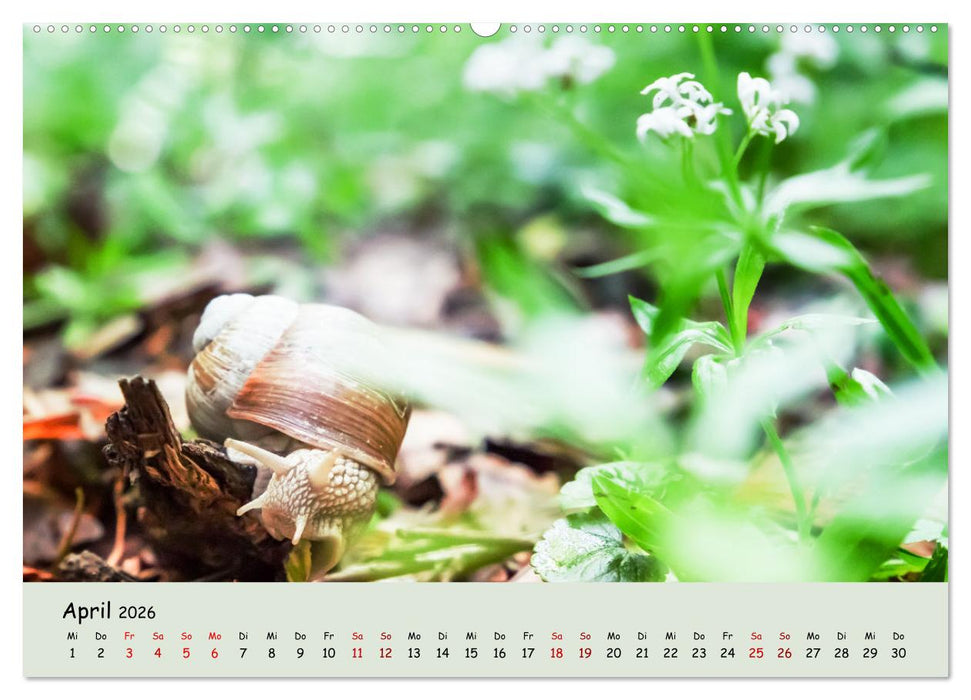 Waldbaden - Durch Achtsamkeit zu einer besseren Gesundheit (CALVENDO Wandkalender 2026)