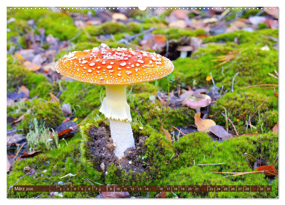 Herbstzeit ist Pilzezeit (CALVENDO Wandkalender 2026)