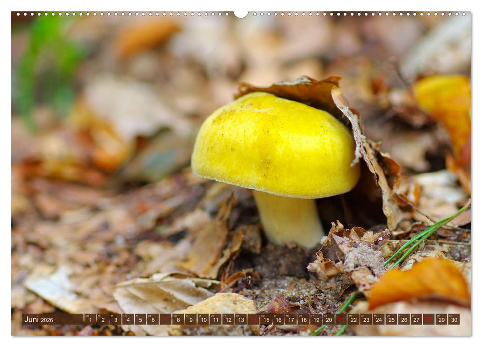 Herbstzeit ist Pilzezeit (CALVENDO Wandkalender 2026)