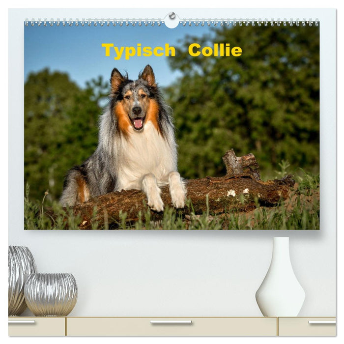 Typisch Collie (CALVENDO Premium Wandkalender 2026)