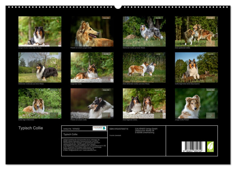 Typisch Collie (CALVENDO Premium Wandkalender 2026)