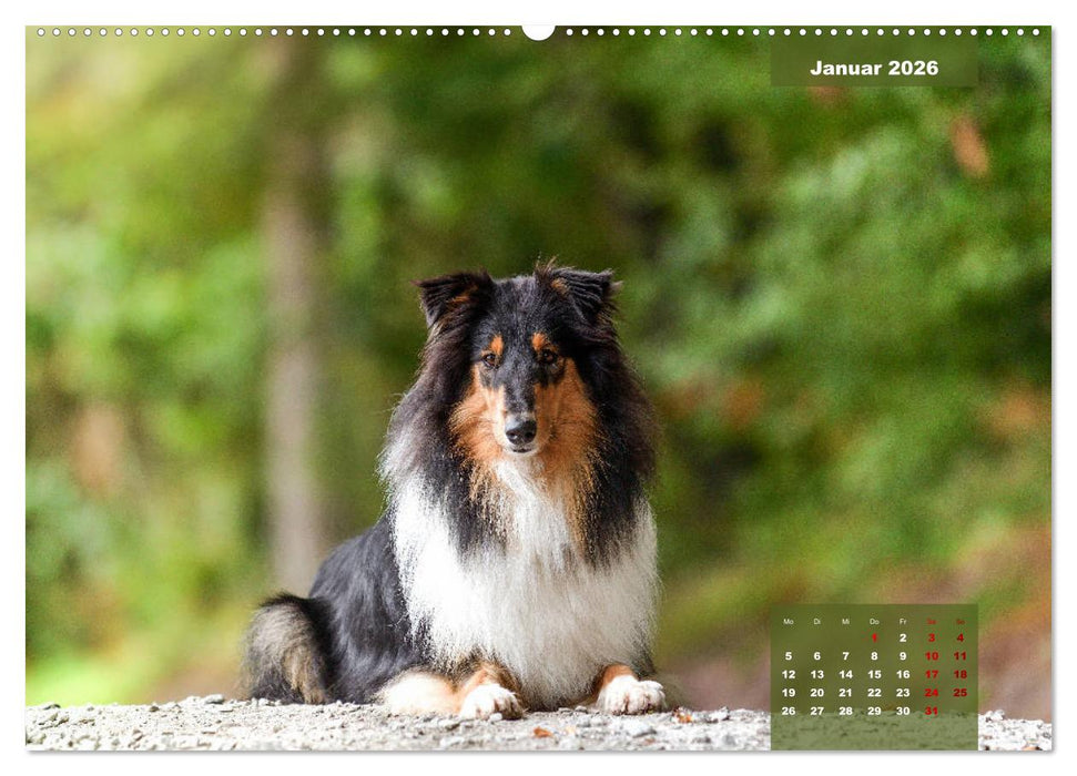 Typisch Collie (CALVENDO Premium Wandkalender 2026)
