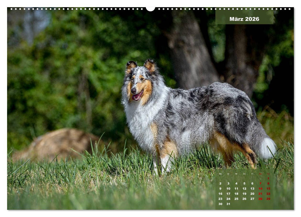Typisch Collie (CALVENDO Premium Wandkalender 2026)