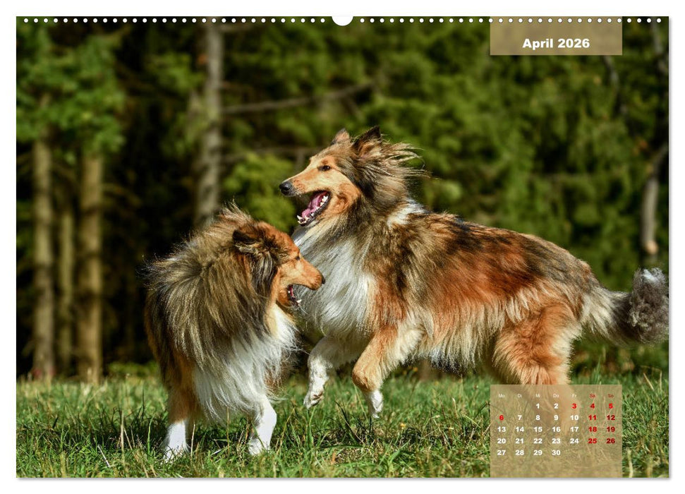 Typisch Collie (CALVENDO Premium Wandkalender 2026)
